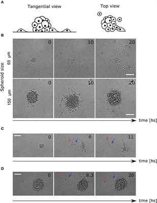 An Integrative and Modular Framework to Recapitulate Emergent Behavior in Cell Migration